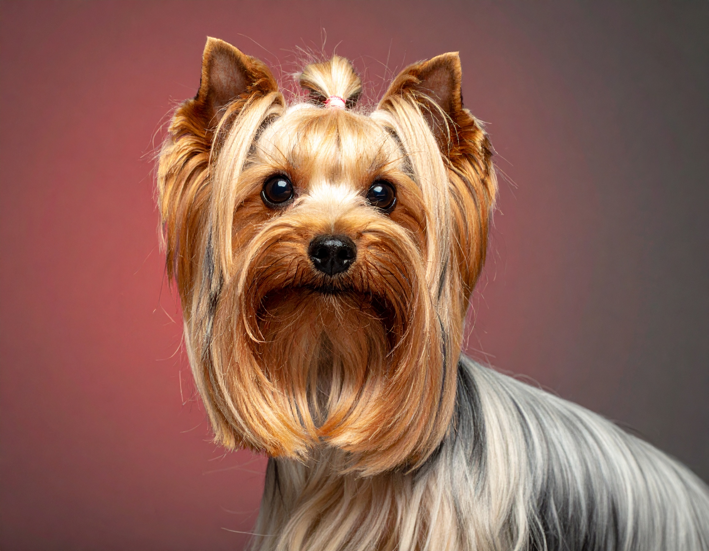 Glücklicher gepflegter Hund